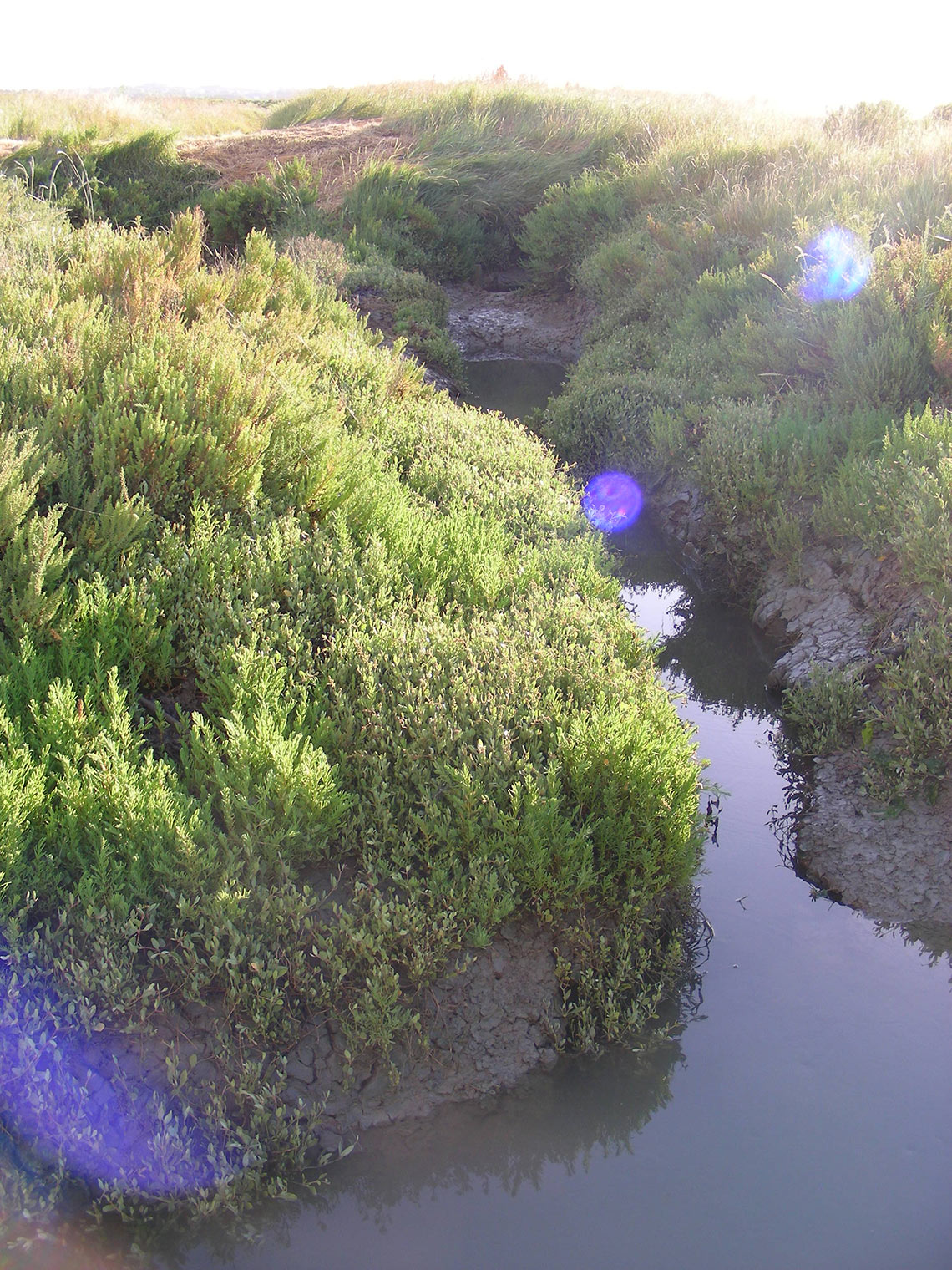Les habitats, Fourrés halophiles, LIFE Sallina