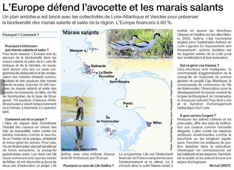 L'Europe défend l'avocette et les marais salants