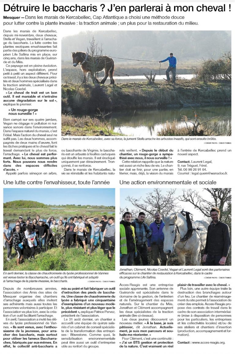 Détruire le baccharis ? J'en parlerai à mon cheval !