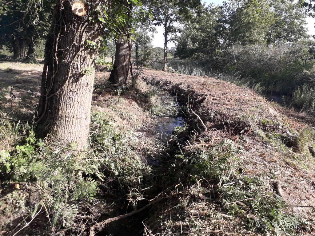 Restoration of belt ditches in salt marshes