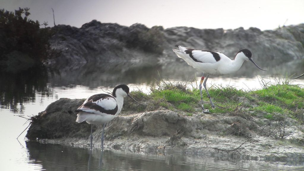 Résultat du suivi Avocette élégante sur le Marais de Millac