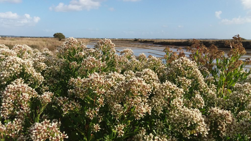 Reprise du Baccharis sur les sites LIFE des marais de Guérande et du Mès