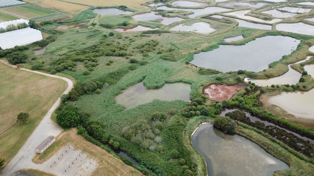 Quand les marais salants de Guérande accueillent l’une des espèces d’oiseaux les plus menacées d’Europe