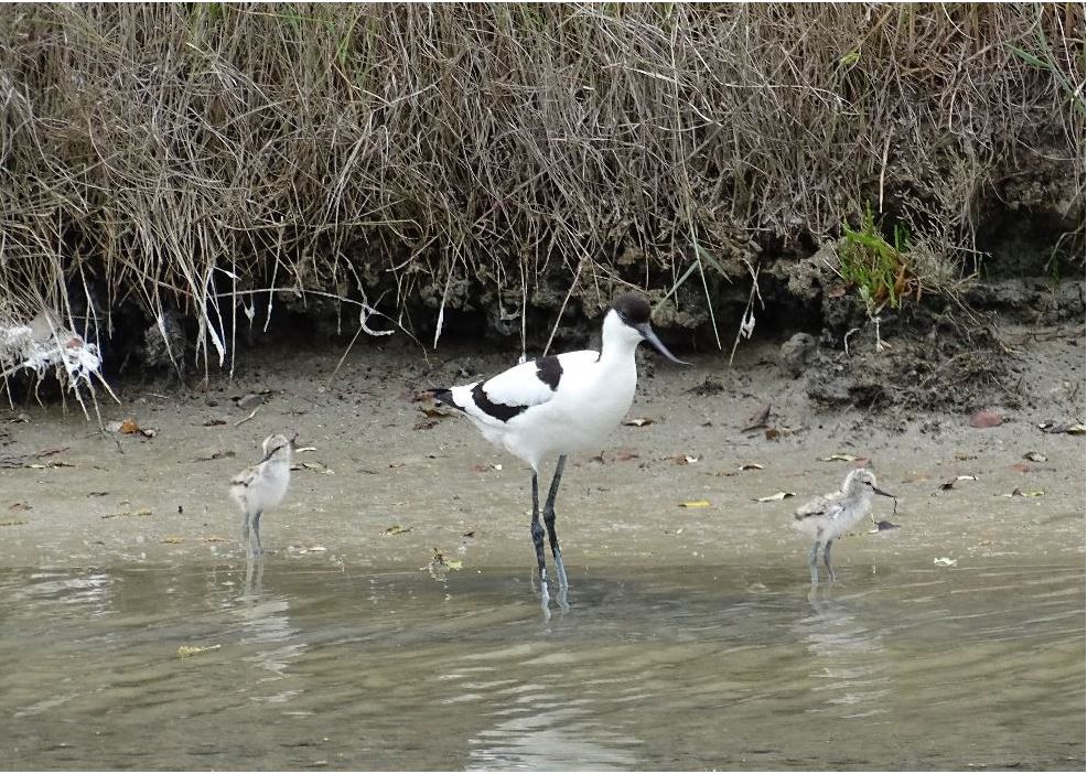 Le marais de Millac comme terre d’accueil pour les Avocettes​