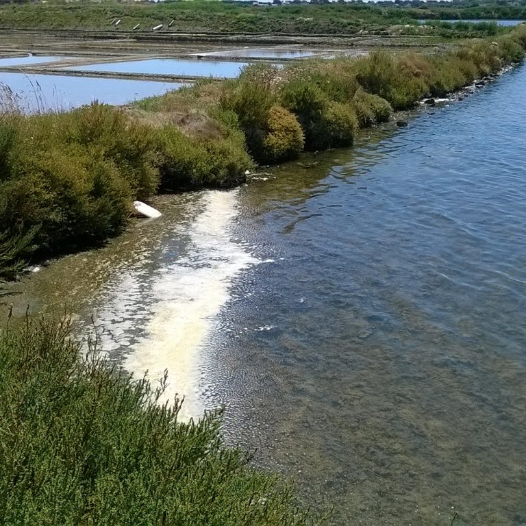 14_Fourrés-halophiles-saline_Cap-Atlantique