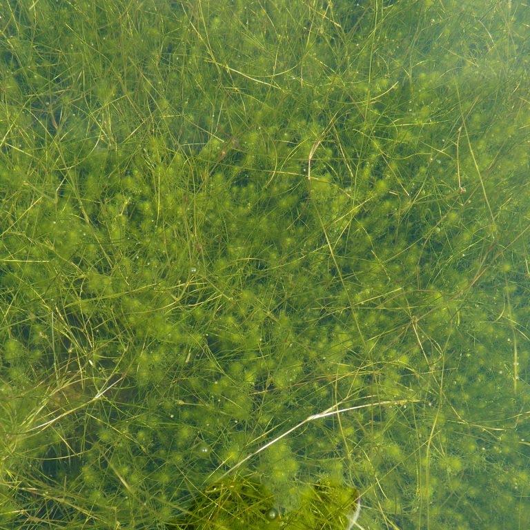 30_Vegetation_lagunes_Herbier-saumâtre-à-Lamprothamnium-papulosum-(Charion-canescentis)_A.-Lachaud