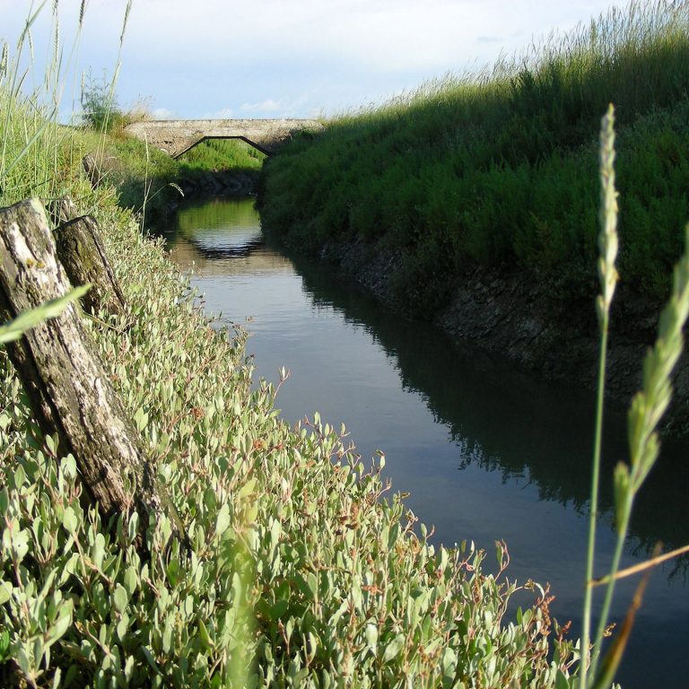 40_Prés-salés-obione_Cap-Atlantique